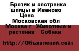 Братик и сестренка шпицы в Иваново › Цена ­ 30 000 - Московская обл., Москва г. Животные и растения » Собаки   